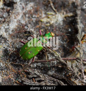 Grün-Sandlaufkäfer (Cicindela Campestris) auf Heide-Peeling Stockfoto