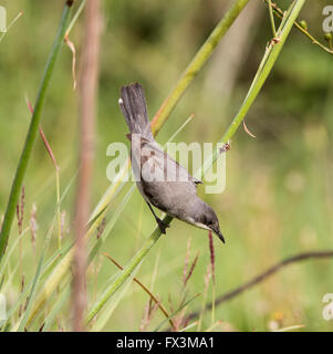 Weibliche Orphean Warbler östliche Rasse Sylvia Crassirostris Anarita Zypern Frühling Stockfoto