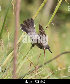 Weibliche Orphean Warbler östliche Rasse Sylvia Crassirostris Anarita Zypern Frühling Stockfoto