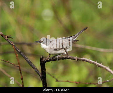 Weibliche Orphean Warbler östliche Rasse Sylvia Crassirostris Anarita Zypern Frühling Stockfoto