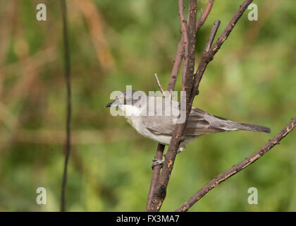 Weibliche Orphean Warbler östliche Rasse Sylvia Crassirostris Anarita Zypern Frühling Stockfoto