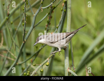 Weibliche Orphean Warbler östliche Rasse Sylvia Crassirostris Anarita Zypern Frühling Stockfoto