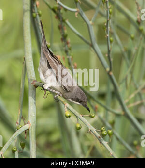 Weibliche Orphean Warbler östliche Rasse Sylvia Crassirostris Anarita Zypern Frühling Stockfoto