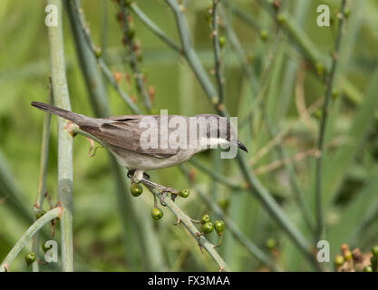 Weibliche Orphean Warbler östliche Rasse Sylvia Crassirostris Anarita Zypern Frühling Stockfoto