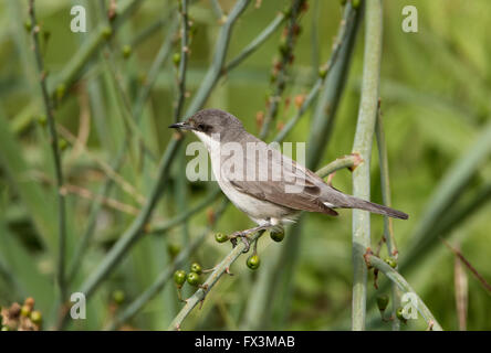 Weibliche Orphean Warbler östliche Rasse Sylvia Crassirostris Anarita Zypern Frühling Stockfoto