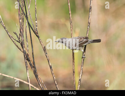 Weibliche Orphean Warbler östliche Rasse Sylvia Crassirostris Anarita Zypern Frühling Stockfoto