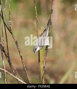 Weibliche Orphean Warbler östliche Rasse Sylvia Crassirostris Anarita Zypern Frühling Stockfoto