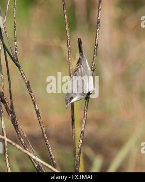 Weibliche Orphean Warbler östliche Rasse Sylvia Crassirostris Anarita Zypern Frühling Stockfoto