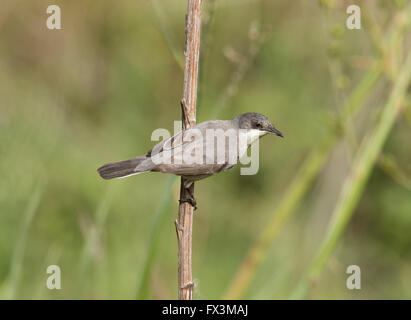 Weibliche Orphean Warbler östliche Rasse Sylvia Crassirostris Anarita Zypern Frühling Stockfoto