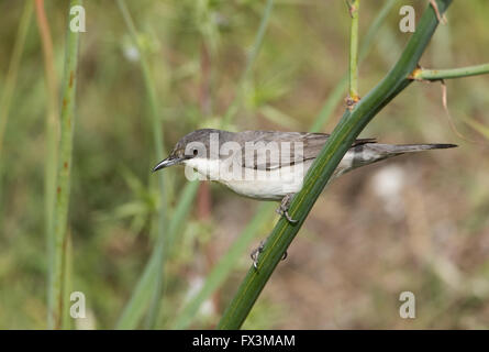 Weibliche Orphean Warbler östliche Rasse Sylvia Crassirostris Anarita Zypern Frühling Stockfoto