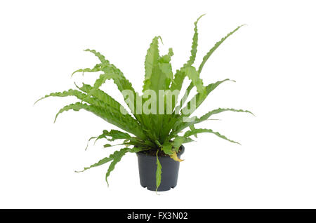 Asplenium Nidus Farn isoliert auf weißem Hintergrund Stockfoto