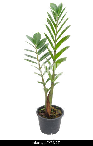 Zamioculcas Zamifolia Baum isoliert auf weißem Hintergrund Stockfoto