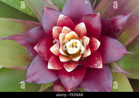 Bromelie Blume Stockfoto