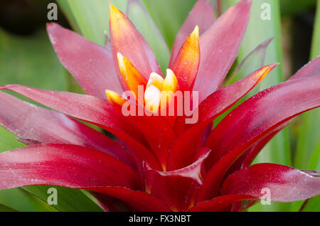 Schöne rote grünen Bromelien Pflanzen Stockfoto