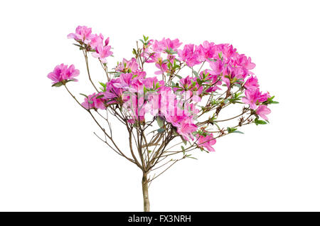 Rosa Azalee blüht auf Baum isoliert auf weißem Hintergrund Stockfoto