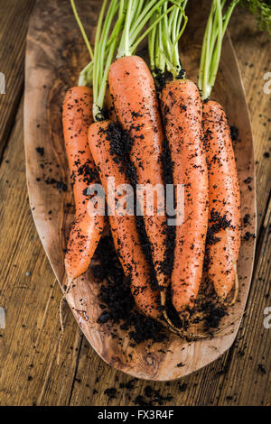 Draufsicht, Bauernhof frischen Karotten Sttaight aus Gartenerde. Stockfoto