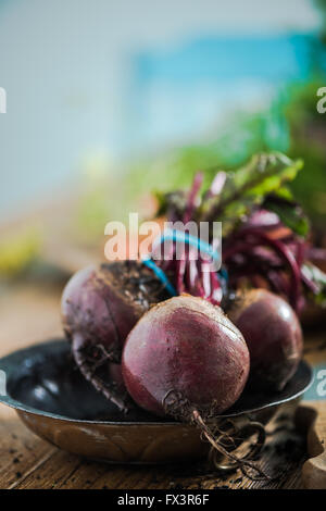 Frische rote Beete aus Gartenerde auf Bauernhof-Holztisch Stockfoto