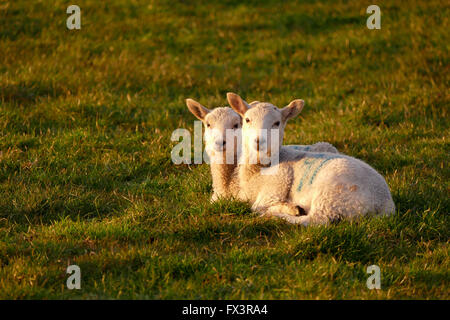 Lämmer im Frühjahr Stockfoto