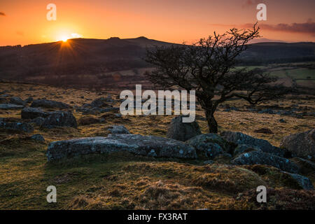 Silhouette der einsame Baum bei Sonnenuntergang im Gebirge, Granitfelsen auf Hügeln und wilde Freiflächen. Wandern und outdoor Abenteuer conce Stockfoto