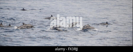 Schule von Delfinen schwimmen im Indischen Ozean - Delphin-Pod aus Sri Lanka Stockfoto