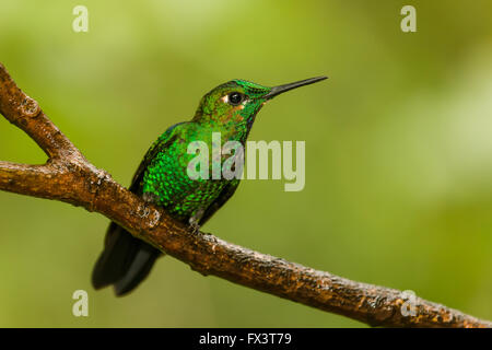 Grün-gekrönter brillante Kolibri (Heliodoxa Jacula) in der Nähe des Besucherzentrums in Monteverde Nationalpark, Costa Rica Stockfoto