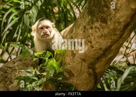 White-faced Capuchin (Cebus Capucinus) Affen gesehen auf einer Bootsfahrt auf dem Fluss Tempisque in Palo Verde Nationalpark, Costa Rica Stockfoto