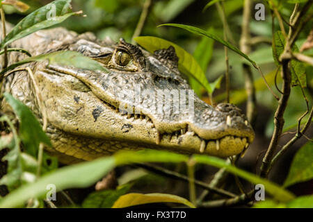 Brillentragende Kaiman (Caiman Crocodilus) im Nationalpark Tortuguero, Costa Rica Stockfoto