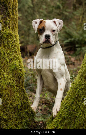 Nikita, ein Boxer-Welpe, Blick durch die geteilten Baumstamm moosbedeckten in Issaquah, Washington, USA Stockfoto