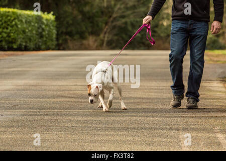 Mann zu Fuß seine Boxer-Welpe, Nikita, auf einer Straße in Issaquah, Washington, USA Stockfoto