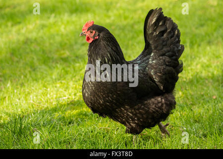 Freilebenden schwarzen Australorps Huhn in Issaquah, Washington, USA Stockfoto