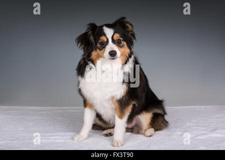 Miniatur (oder Spielzeug) Australian Shepherd Welpen in Issaquah, Washington, USA Stockfoto