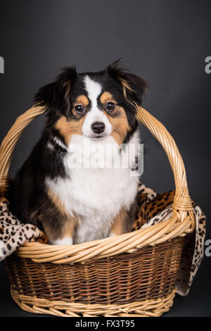 Miniatur (oder Spielzeug) Australian Shepherd Welpen sitzen in einem Korb in Issaquah, Washington, USA Stockfoto