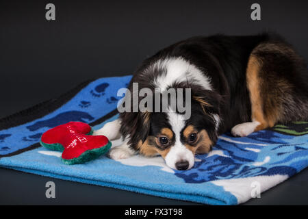 Miniatur (oder Spielzeug) Australian Shepherd Welpe liegend auf einer Decke mit seinem Spielzeug gefüllt Knochen in Issaquah, Washington, USA Stockfoto