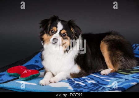 Miniatur (oder Spielzeug) Australian Shepherd Welpe liegend auf einer Decke mit seinem Spielzeug gefüllt Knochen in Issaquah, Washington, USA Stockfoto