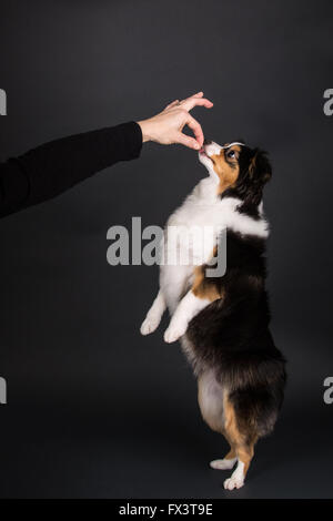 Miniatur (oder Spielzeug) Australian Shepherd Welpen zum Blindenführhund zu springen, in Issaquah, Washington, USA Stockfoto