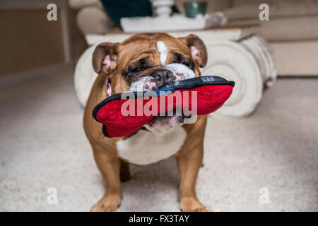 Tessa, die englische Bulldogge, spielt mit seinem Knochen geformt Spielzeug in seinem Haus in Issaquah, Washington, USA Stockfoto