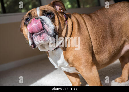 Tessa, die englische Bulldogge, gierig wartet ein weiterer Leckerbissen dafür einen Trick in Issaquah, Washington, USA Stockfoto