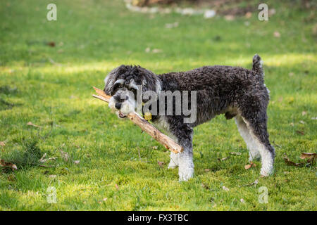 Schnoodle Welpen "Junho" kauen auf einem Stick in seinem Hof in Issaquah, Washington, USA Stockfoto