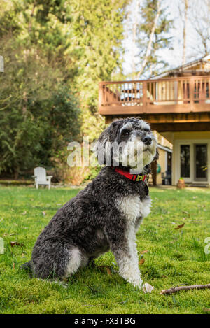 Schnoodle Welpen "Junho" posiert in seinem Hof in Issaquah, Washington, USA Stockfoto