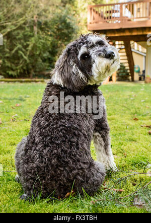 Schnoodle Welpen "Junho" posiert in seinem Hof in Issaquah, Washington, USA Stockfoto