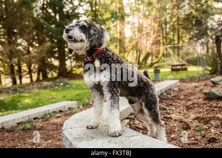 Schnoodle Welpen "Junho" posiert in seinem Hof in Issaquah, Washington, USA Stockfoto