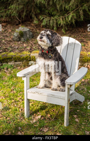 Schnoodle Welpen "Junho" posiert in einem hölzernen Liegestuhl in Issaquah, Washington, USA Stockfoto