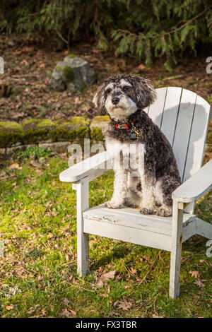 Schnoodle Welpen "Junho" posiert in einem hölzernen Liegestuhl in Issaquah, Washington, USA Stockfoto