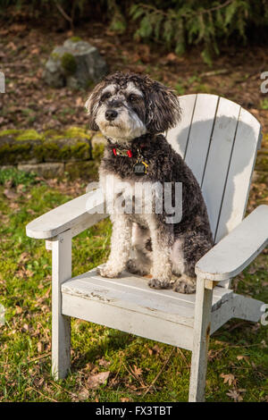 Schnoodle Welpen "Junho" posiert in einem hölzernen Liegestuhl in Issaquah, Washington, USA Stockfoto