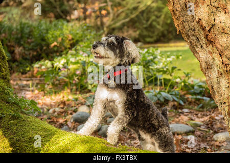 Schnoodle Welpen "Junho" posiert auf einem moosbedeckten umgestürzten Baum in Issaquah, Washington, USA Stockfoto