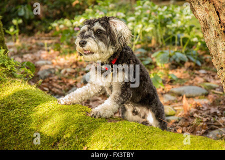 Schnoodle Welpen "Junho" posiert auf einem moosbedeckten umgestürzten Baum in Issaquah, Washington, USA Stockfoto