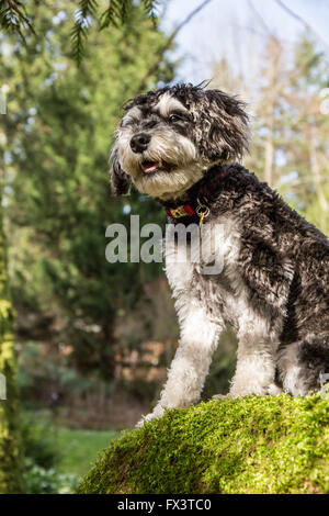 Schnoodle Welpen "Junho" posiert auf einem moosbedeckten umgestürzten Baum in Issaquah, Washington, USA Stockfoto