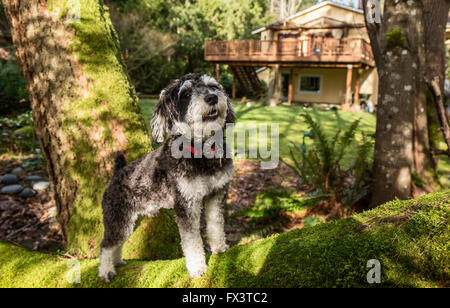 Schnoodle Welpen "Junho" posiert auf einem moosbedeckten umgestürzten Baum in Issaquah, Washington, USA Stockfoto