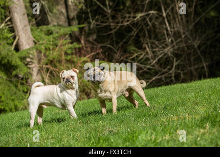 Beige und weiß Pugs, Bernie und Lewee in ihrem Garten in Redmond, Washington, USA Stockfoto