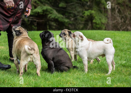 Frau mit ihren vier Pugs (Kitze - Bernie & Cabo, schwarz - Kirby und weiß - Lewee) in Redmond, Washington, USA Stockfoto